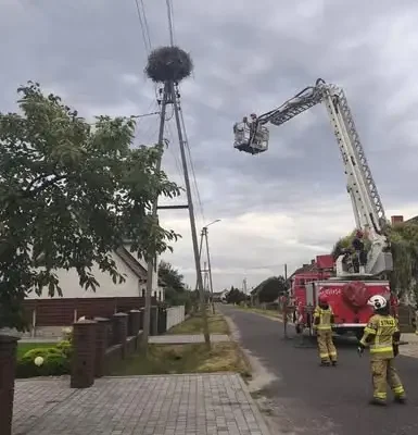 Bocian wypadł z gniazda w Dąbrowie. Interweniowały służby
