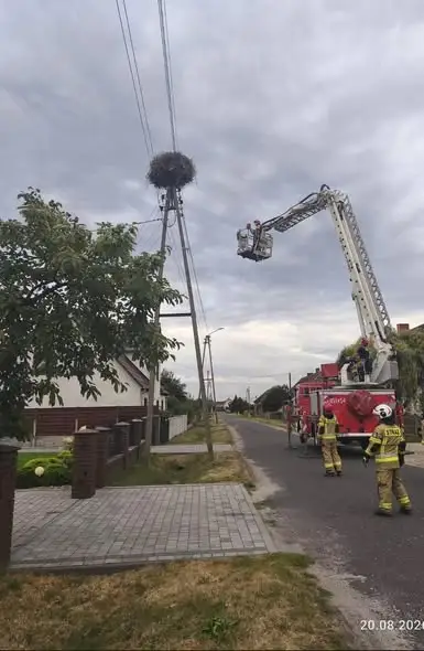 Bocian wypadł z gniazda w Dąbrowie. Interweniowały służby