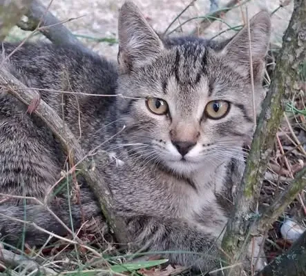 Kotki z gminy czekają na adopcję – daj im dom