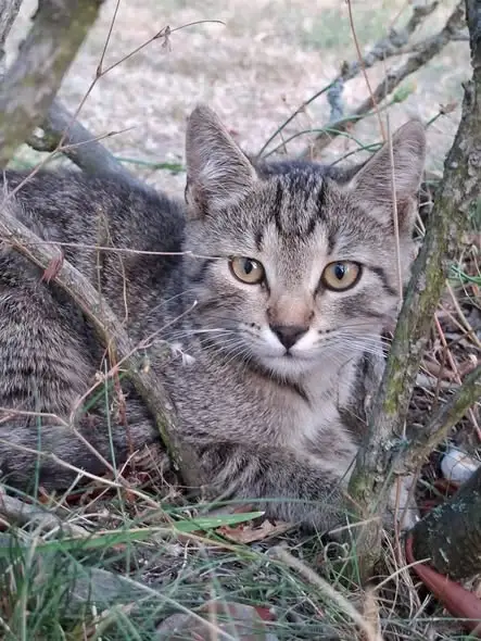 Kotki z gminy czekają na adopcję – daj im dom